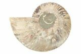 Cut & Polished Ammonite Fossil (Half) - Madagascar #223140-1